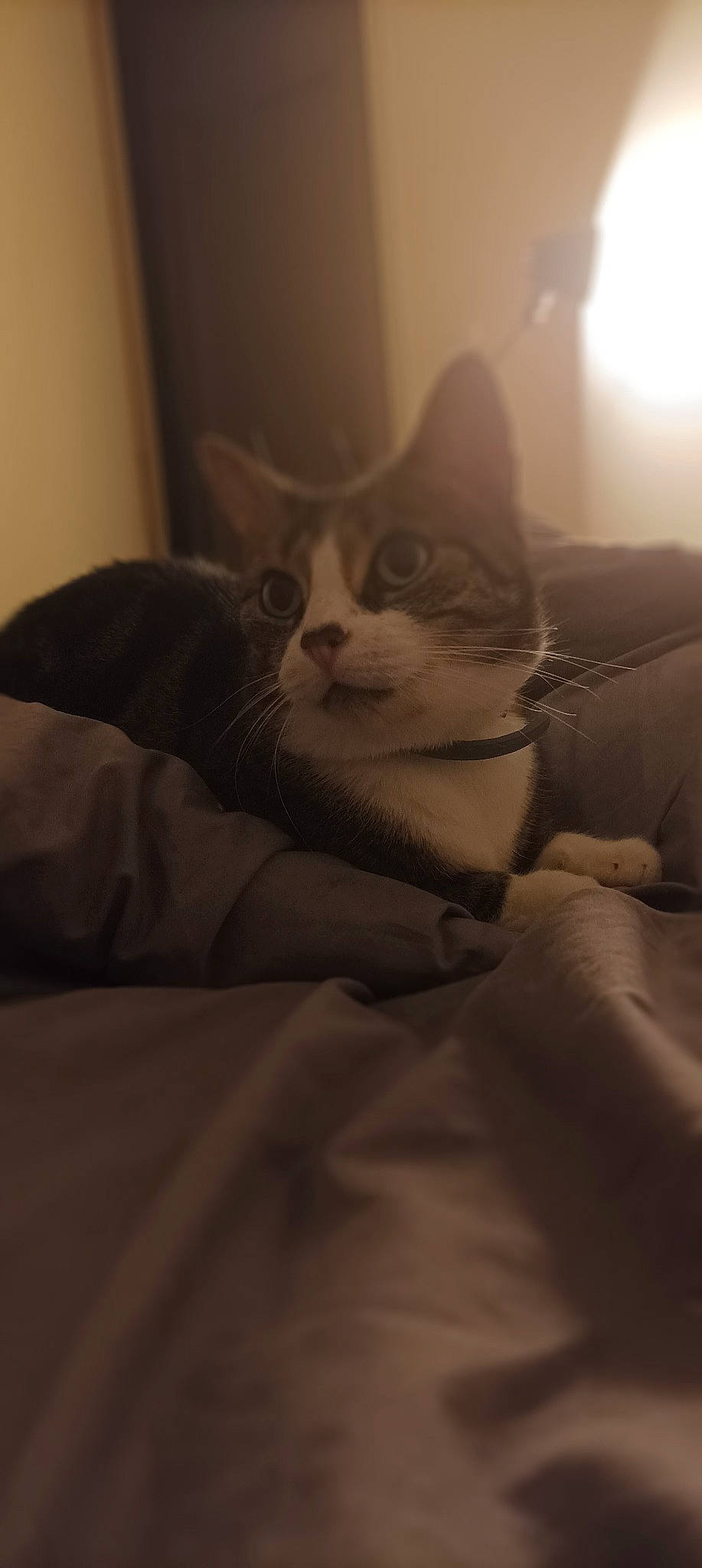 Bou a rejoint le concours — aidez-le/la à gagner de superbes lots ! bed, bedding, carnivore, cat, comfort, darkness, domestic_short_haired_cat, felidae, fur, human_leg, iris, linens, monochrome_photography, nap, room, sitting, small_to_medium_sized_cats, snout, tail, whiskers