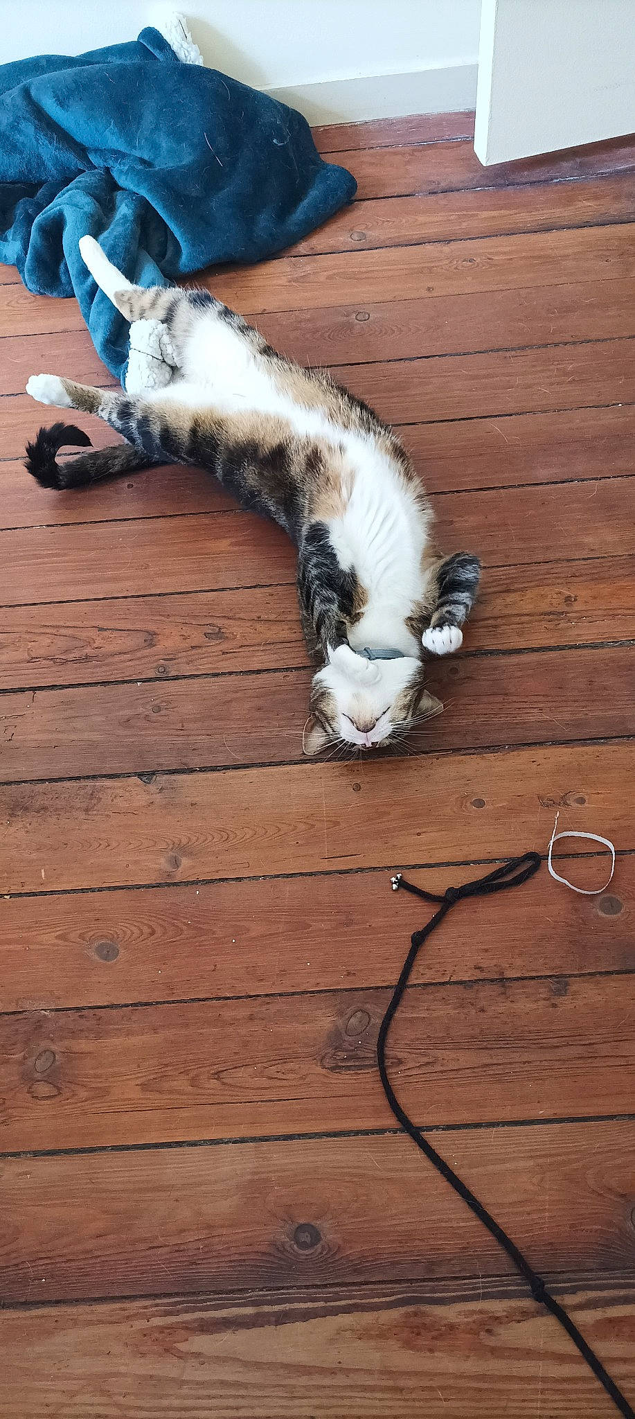 Bou participe au concours pour gagner de l'argent avec cette photo : carnivore, cat, dog_breed, domestic_short_haired_cat, felidae, floor, flooring, fur, hardwood, laminate_flooring, plank, plywood, small_to_medium_sized_cats, tail, terrestrial_animal, twig, whiskers, wood, wood_flooring, wood_stain