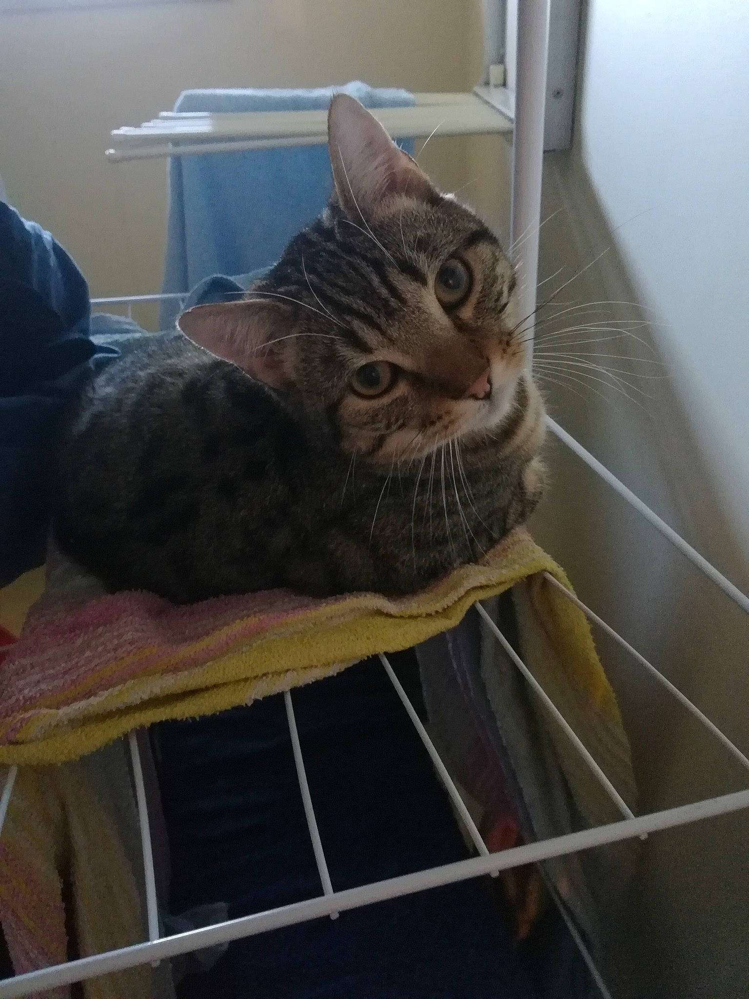 Jaina Et Medivh a rejoint le concours — aidez-le/la à gagner de superbes lots ! american_shorthair, animal_shelter, asian, bengal, california_spangled, carnivore, cat, domestic_short_haired_cat, dragon_li, egyptian_mau, european_shorthair, felidae, kitten, mammal, ocicat, small_to_medium_sized_cats, tabby_cat, toyger, whiskers