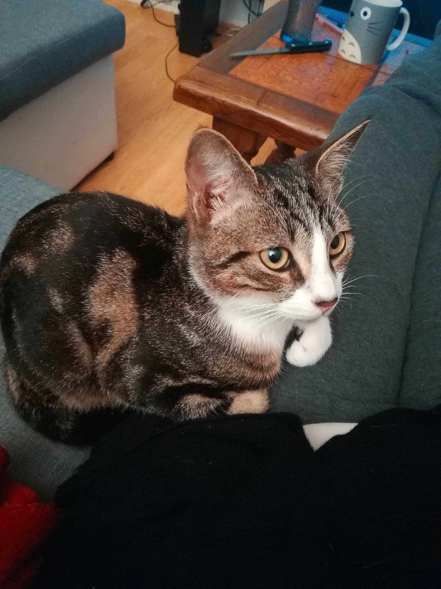 Jaina Et Medivh a rejoint le concours — aidez-le/la à gagner de superbes lots ! american_shorthair, american_wirehair, asian, carnivore, cat, domestic_short_haired_cat, dragon_li, ear, egyptian_mau, european_shorthair, felidae, kitten, mammal, small_to_medium_sized_cats, tabby_cat, whiskers