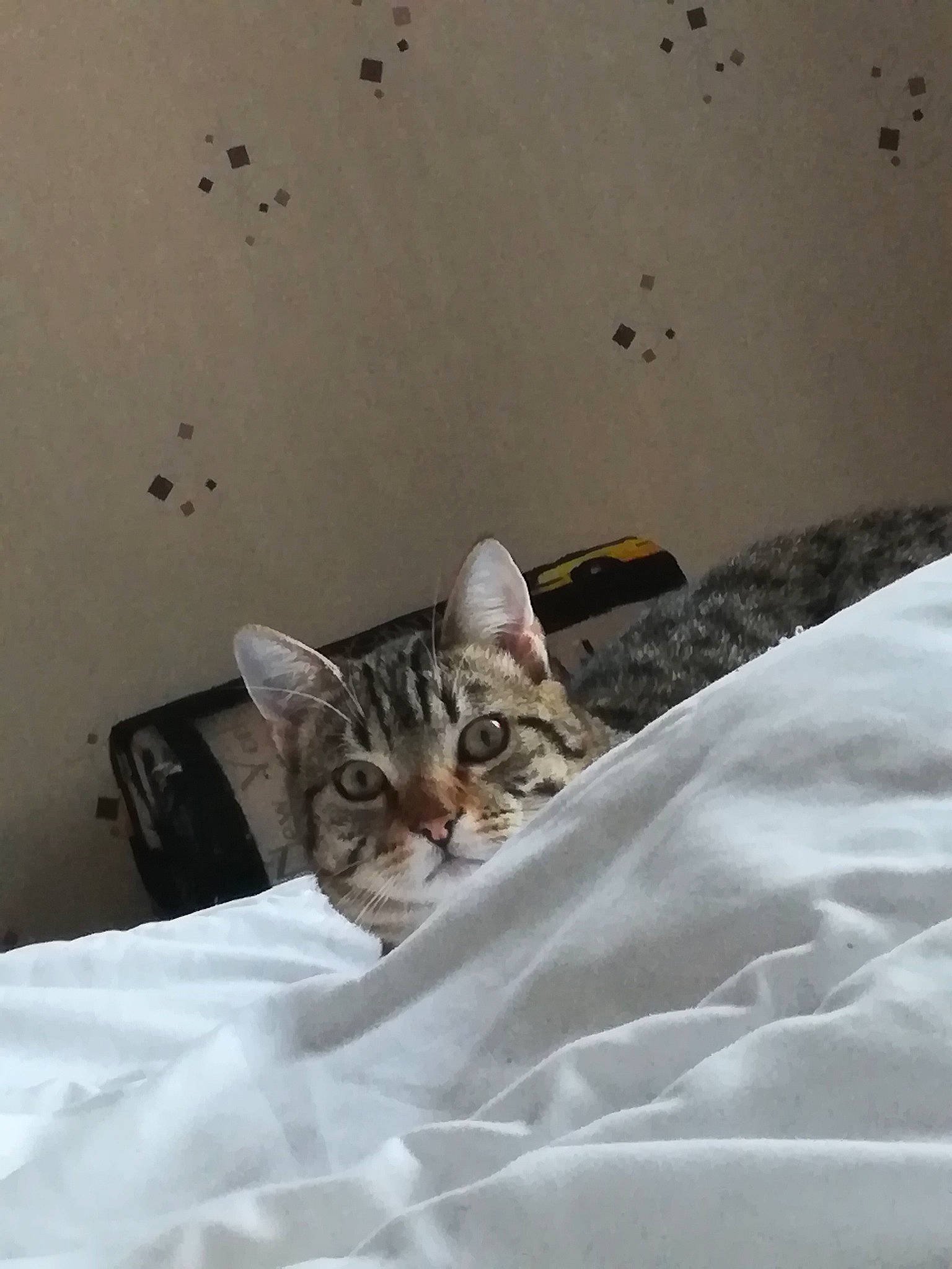 Jaina Et Medivh a rejoint le concours — aidez-le/la à gagner de superbes lots ! aegean_cat, american_shorthair, asian, bed, bed_sheet, bengal, carnivore, cat, domestic_short_haired_cat, dragon_li, egyptian_mau, european_shorthair, felidae, fur, kitten, ocicat, small_to_medium_sized_cats, snout, tabby_cat, whiskers