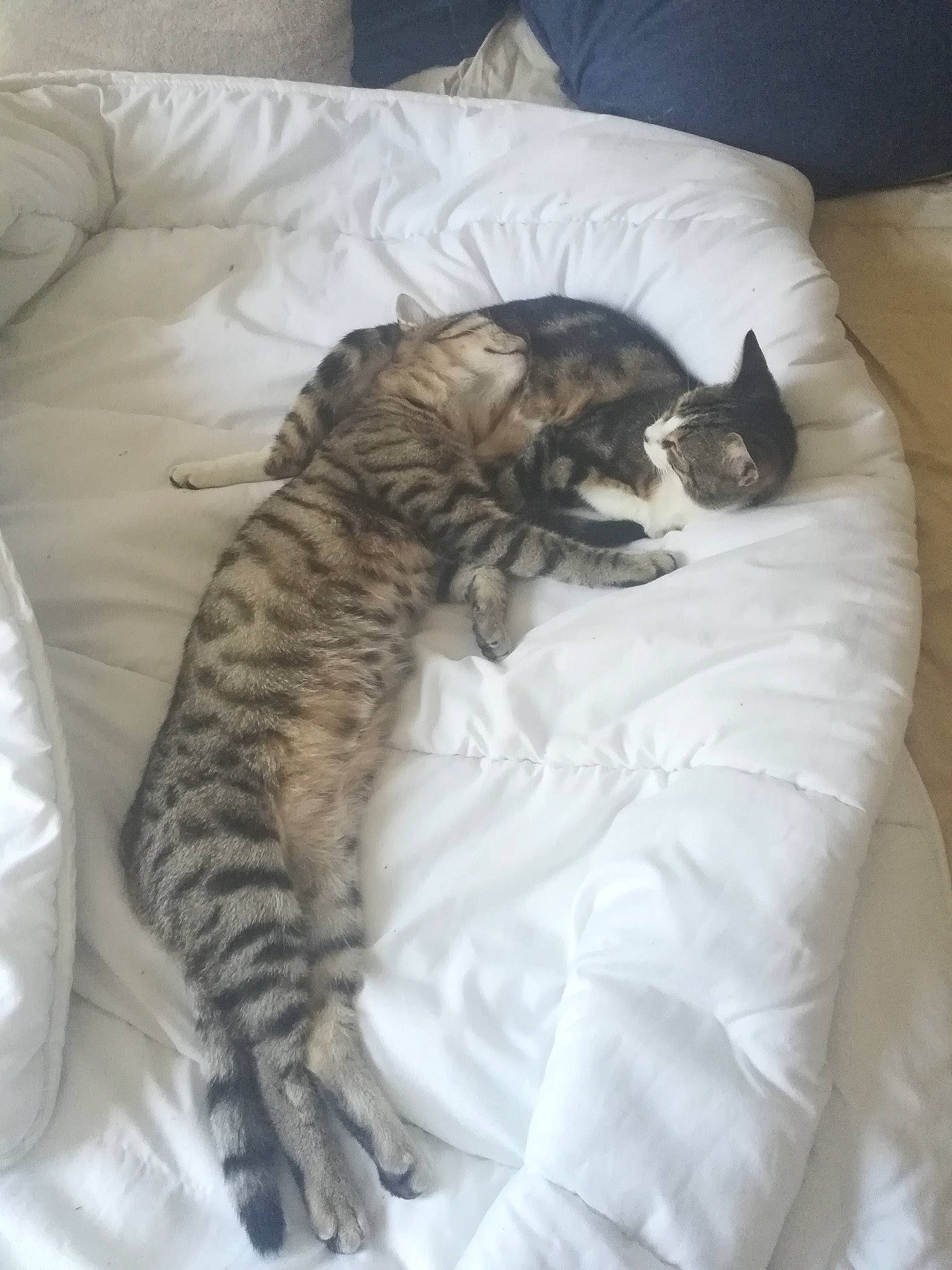 Jaina Et Medivh participe au concours pour gagner de l'argent avec cette photo : bed, carnivore, cat, comfort, domestic_short_haired_cat, dragon_li, european_shorthair, felidae, fur, furniture, kitten, nap, sleep, small_to_medium_sized_cats, tabby_cat, whiskers