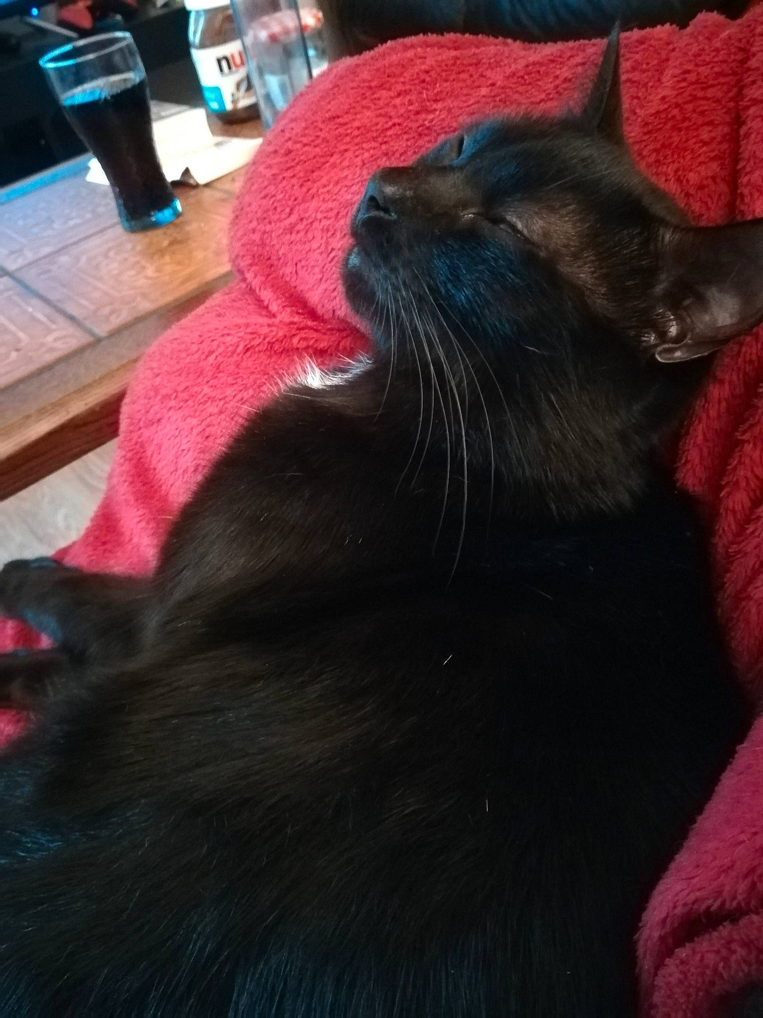 Garosh a rejoint le concours — aidez-le/la à gagner de superbes lots ! beauty, black, black_cat, black_hair, carnivore, cat, ear, felidae, fur, hair, long_hair, small_to_medium_sized_cats, tail, whiskers