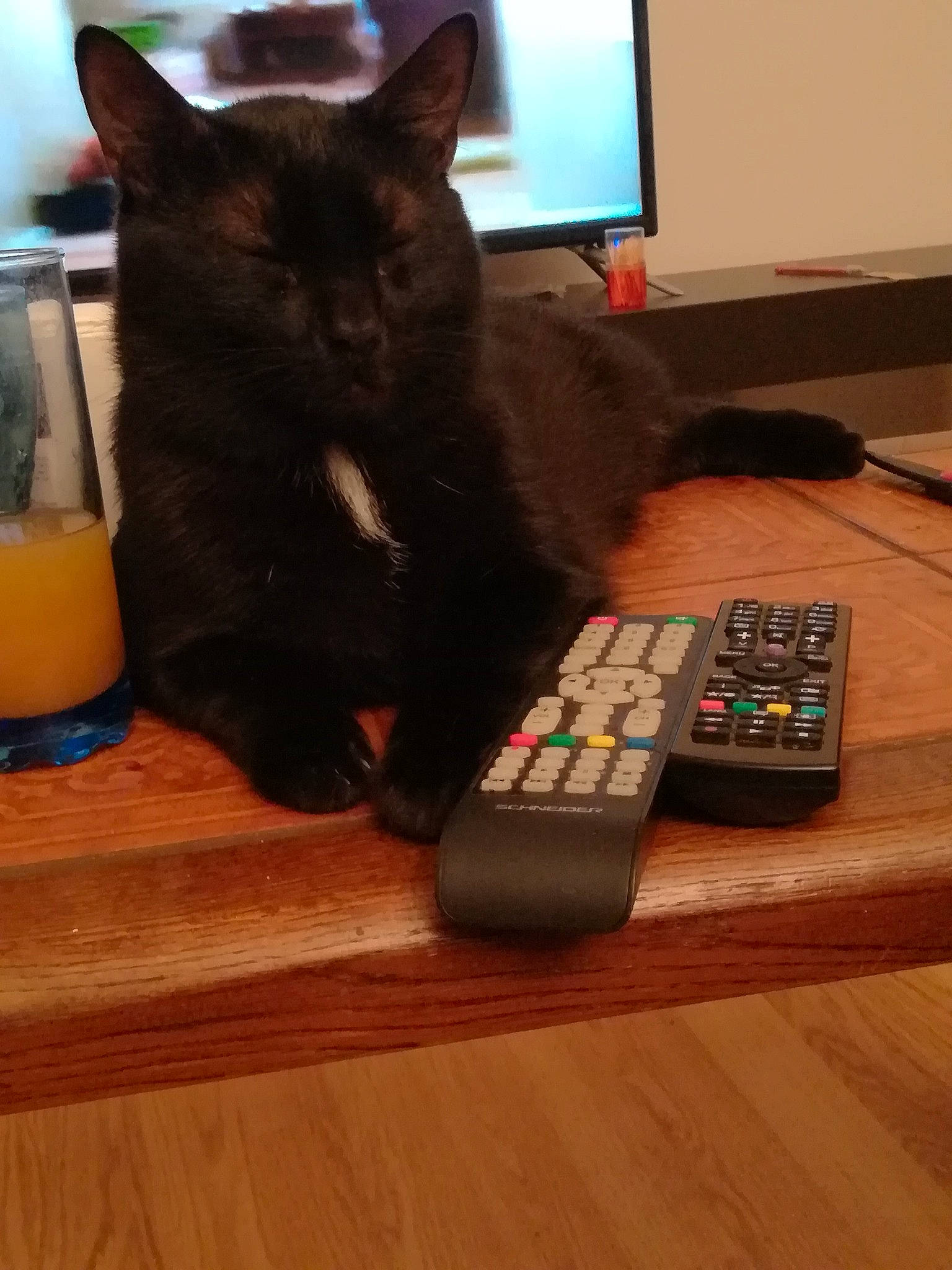 Garosh participe au concours pour gagner de l'argent avec cette photo : black_cat, carnivore, cat, domestic_short_haired_cat, electronic_device, electronics, felidae, floor, flooring, gadget, games, hardwood, kitten, korat, remote_control, small_to_medium_sized_cats, table, technology, whiskers, wood