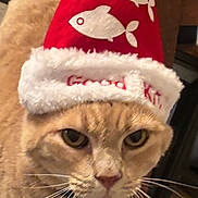Bubba joined the competition — help win amazing prizes! cat, animal, pet, hat, christmas_hat, red, white, fish_design, feline, whiskers, marble_surface, wooden_cabinet, indoor, closeup, portrait, expression, cute, festive, costume, unimpressed