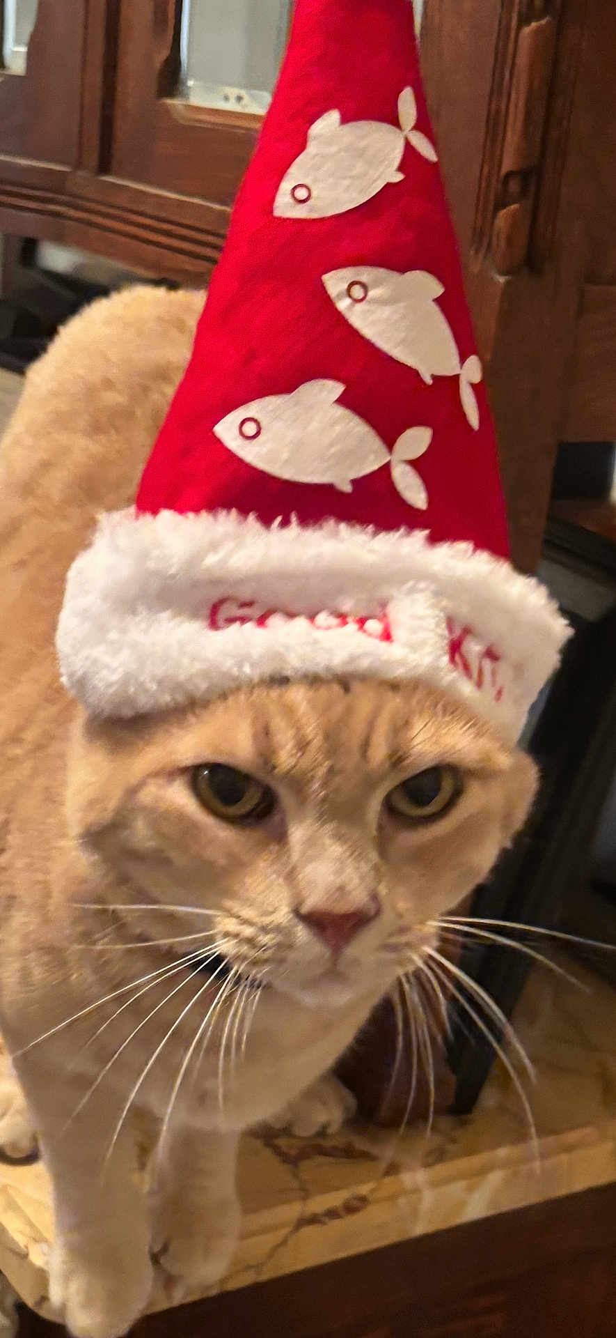Bubba joined the competition — help win amazing prizes! cat, animal, pet, hat, christmas_hat, red, white, fish_design, feline, whiskers, marble_surface, wooden_cabinet, indoor, closeup, portrait, expression, cute, festive, costume, unimpressed