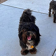 Milo is registered to the contest to win money with this photo: animal, black, brown, canine, companion, concrete, cute, dog, domestic_animal, fur, happy, mouth_open, outdoor, pet, playful, sidewalk, small_dog, tail, tongue, walking