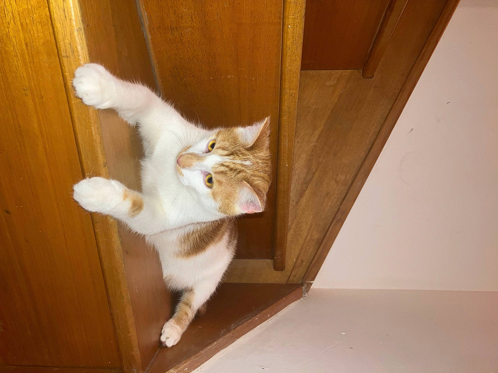 Tarzan participe au concours pour gagner de l'argent avec cette photo : carnivore, cat, comfort, companion_dog, domestic_short_haired_cat, door, fawn, felidae, floor, flooring, fur, hardwood, human_leg, paw, small_to_medium_sized_cats, stairs, tail, whiskers, wood, wood_stain