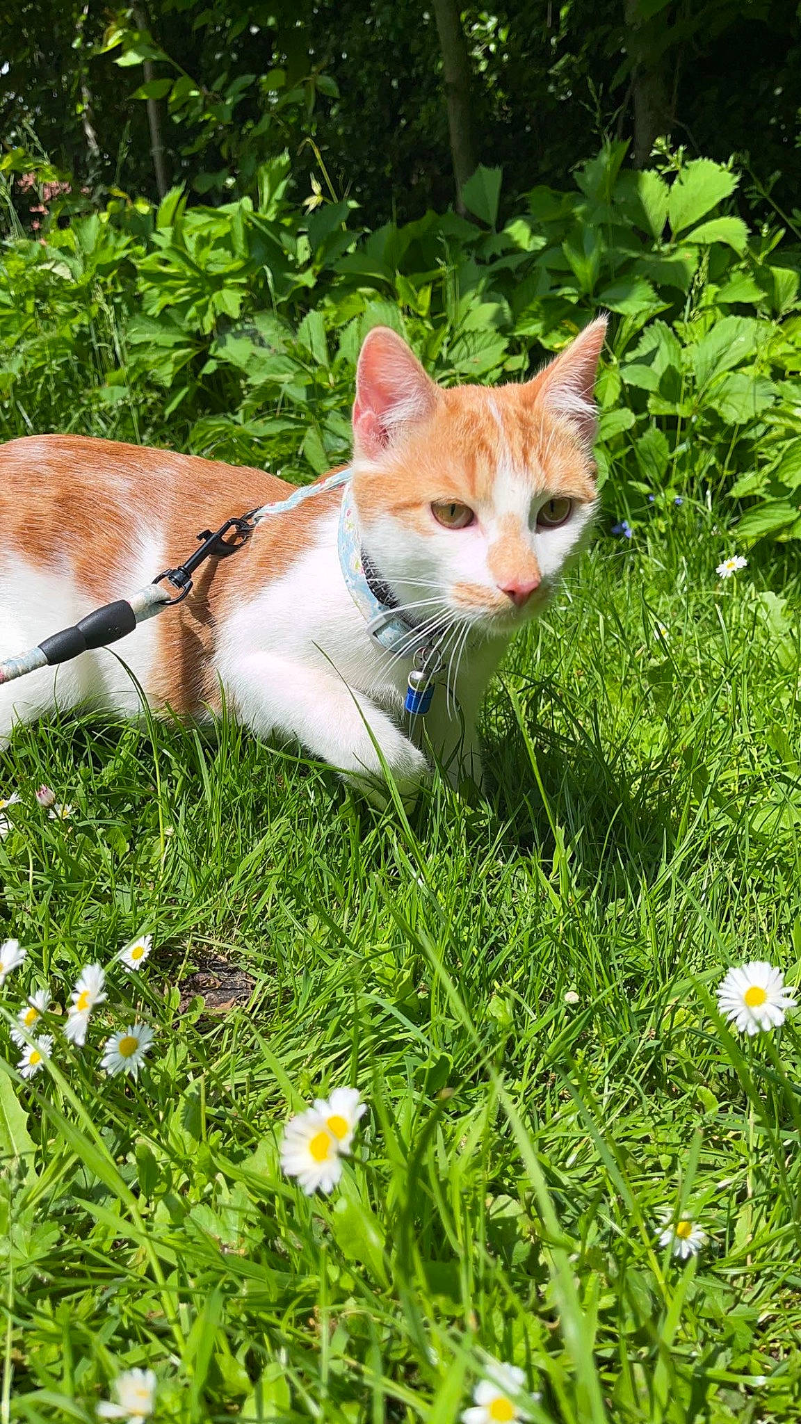 Tarzan a rejoint le concours — aidez-le/la à gagner de superbes lots ! art, carnivore, cat, fawn, felidae, flower, grass, grass_family, grassland, groundcover, herbaceous_plant, lawn, meadow, people_in_nature, plant, small_to_medium_sized_cats, snout, tail, terrestrial_animal, whiskers