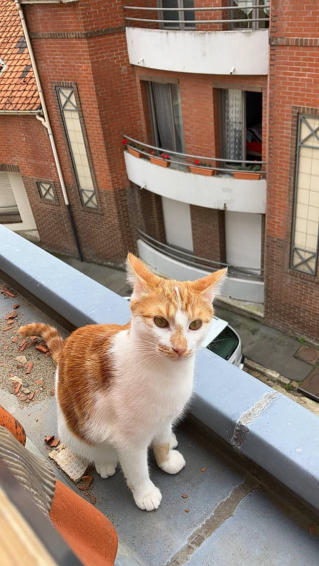 Tarzan a rejoint le concours — aidez-le/la à gagner de superbes lots ! brick, brickwork, building, carnivore, cat, domestic_short_haired_cat, door, fawn, felidae, fur, road, road_surface, small_to_medium_sized_cats, snout, street, tail, terrestrial_animal, whiskers, window, wood