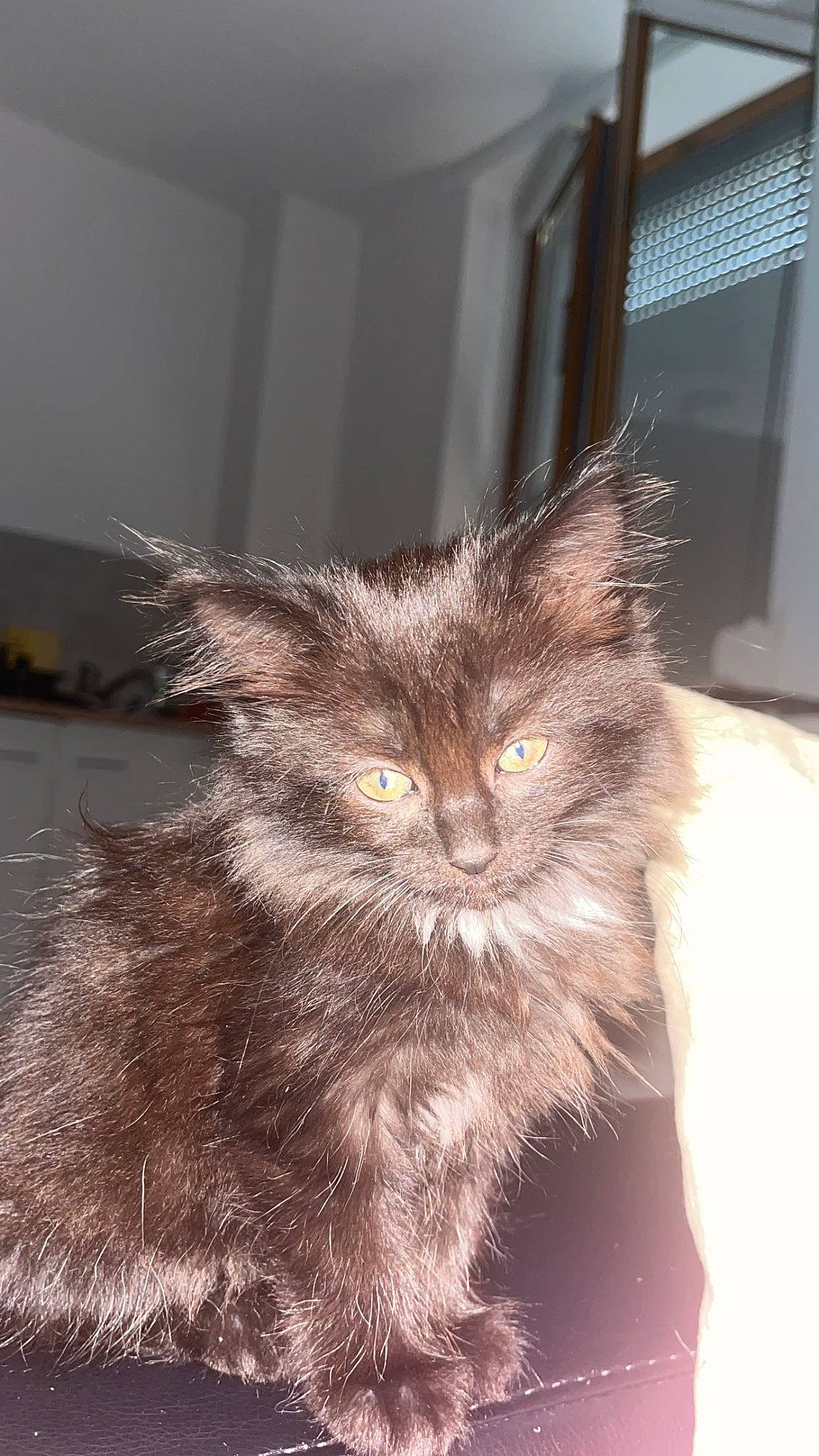 Bagheera a rejoint le concours — aidez-le/la à gagner de superbes lots ! carnivore, cat, claw, domestic_short_haired_cat, fawn, felidae, fur, small_to_medium_sized_cats, snout, tail, terrestrial_animal, whiskers, window