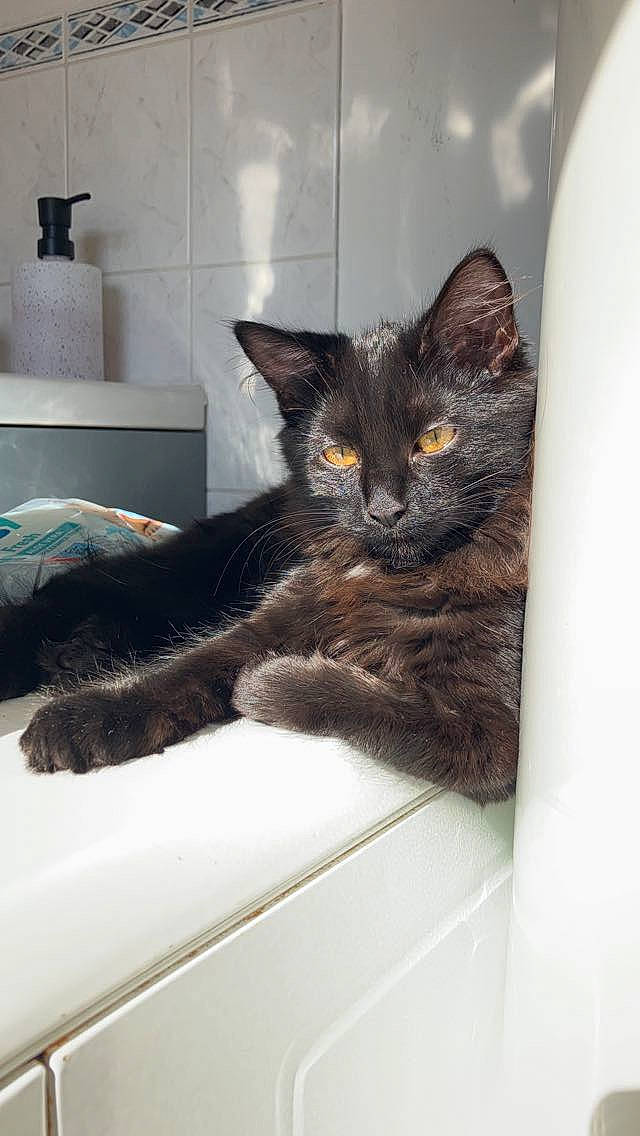 Bagheera