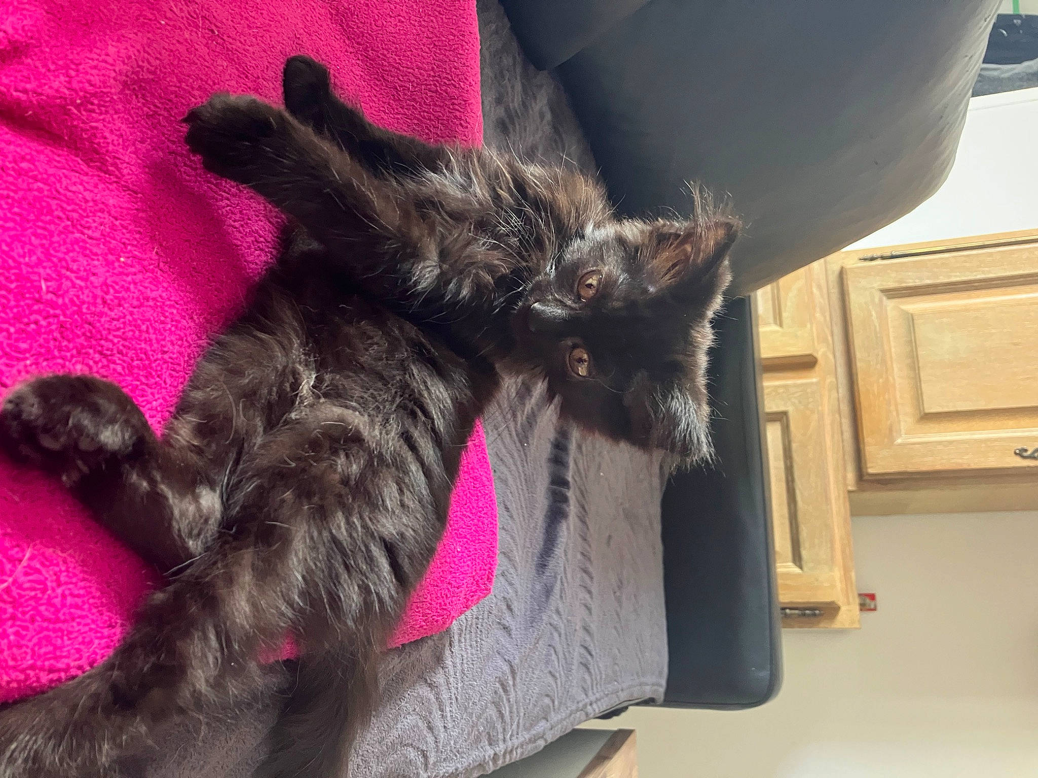 Bagheera a rejoint le concours — aidez-le/la à gagner de superbes lots ! black_cat, carnivore, cat, claw, collar, comfort, companion_dog, dog_breed, domestic_short_haired_cat, ear, felidae, fur, grey, magenta, paw, small_to_medium_sized_cats, tail, whiskers