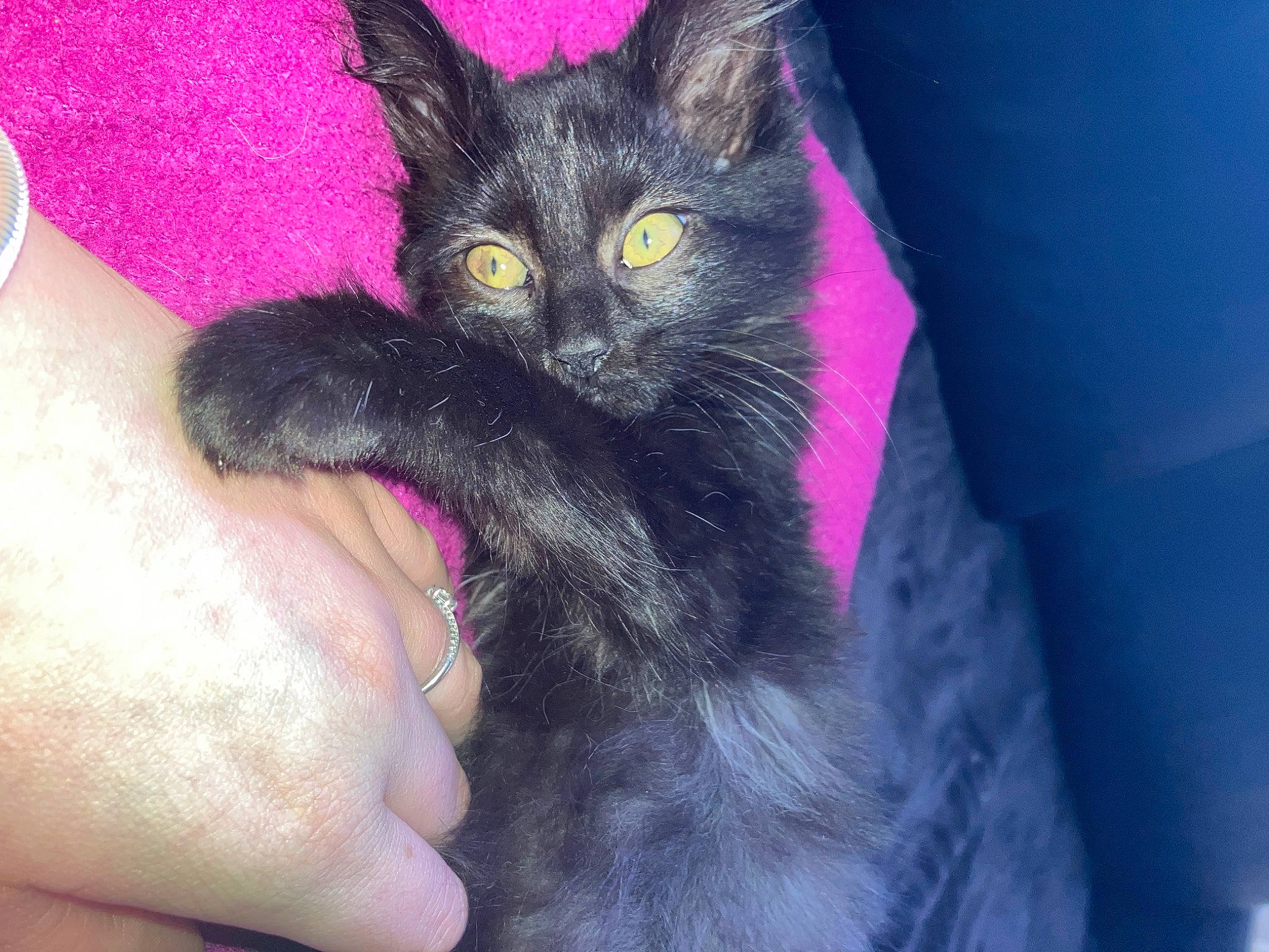 Bagheera a rejoint le concours — aidez-le/la à gagner de superbes lots ! black_cat, bombay, carnivore, cat, claw, domestic_short_haired_cat, ear, electric_blue, felidae, foot, fur, gesture, magenta, nail, paw, small_to_medium_sized_cats, thumb, whiskers