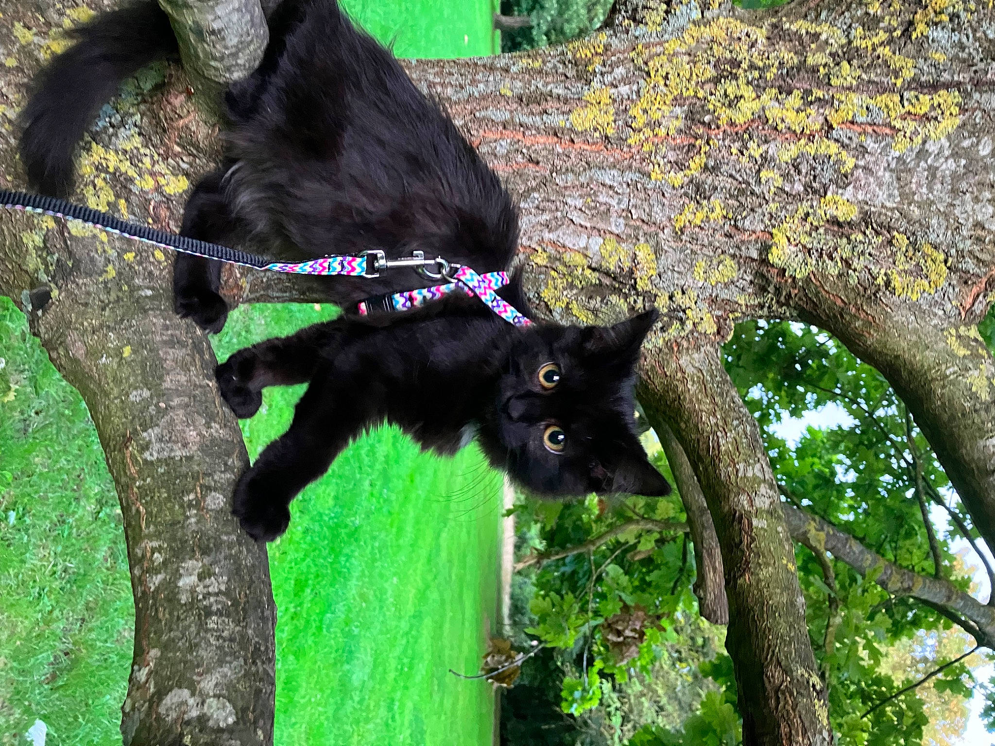 Bagheera participe au concours pour gagner de l'argent avec cette photo : bombay, botany, carnivore, cat, domestic_short_haired_cat, felidae, flower, fur, grass, organism, plant, small_to_medium_sized_cats, snout, tail, terrestrial_animal, tree, trunk, twig, wildlife, working_animal