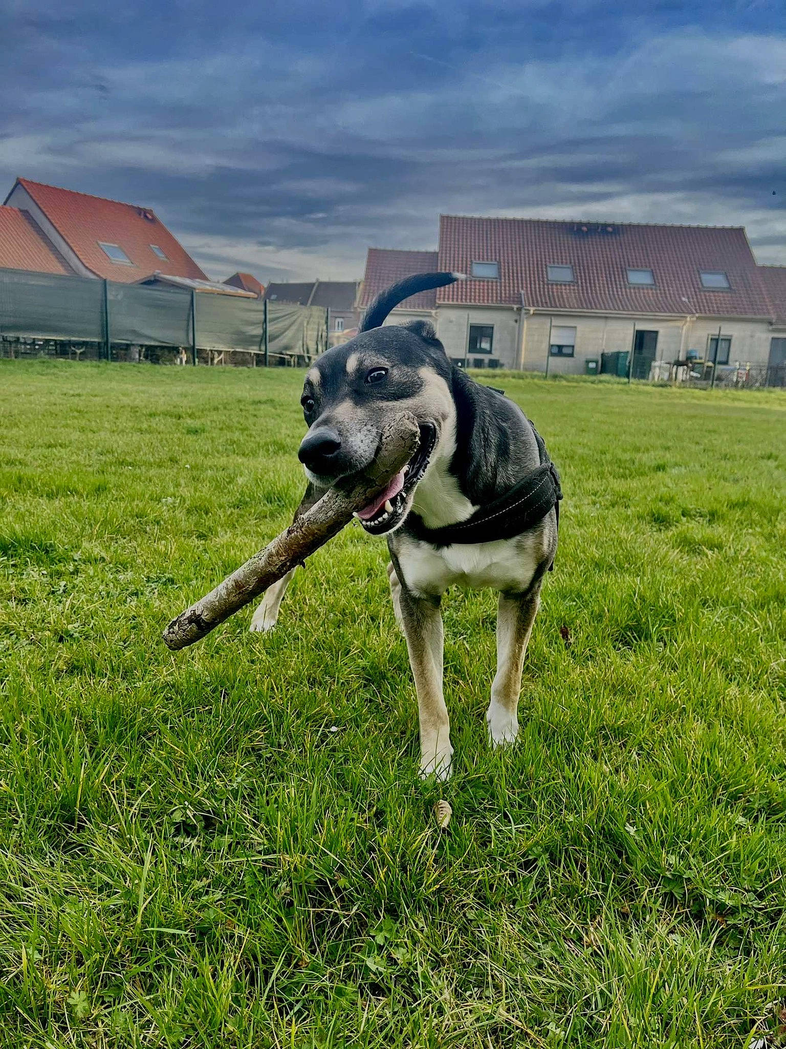 Ollaf a rejoint le concours — aidez-le/la à gagner de superbes lots ! building, carnivore, chair, cloud, collar, companion_dog, dog, dog_breed, dog_collar, dog_supply, fawn, grass, grassland, plant, sky, snout, sporting_group, tail, window, working_animal