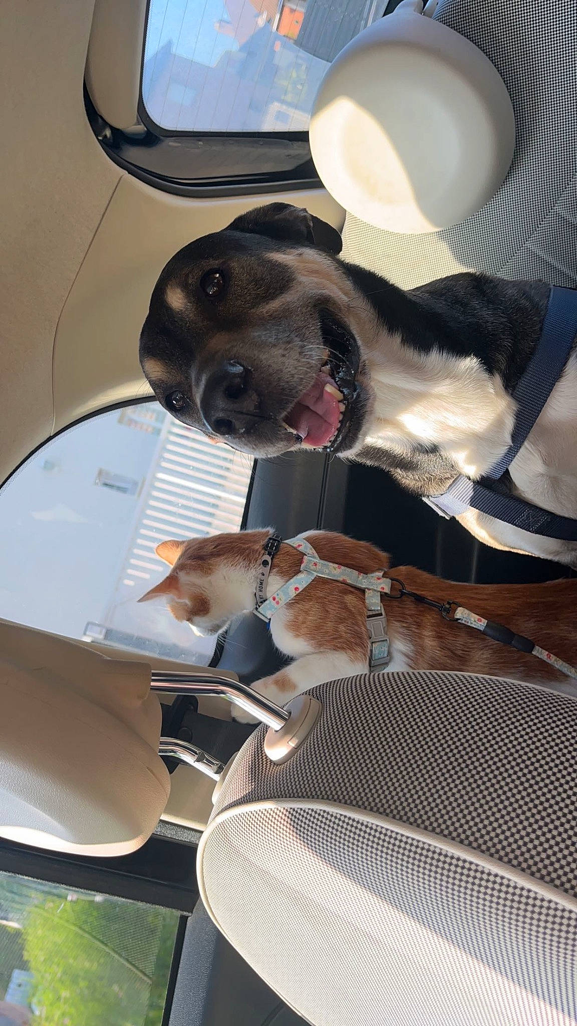 Ollaf a rejoint le concours — aidez-le/la à gagner de superbes lots ! automotive_exterior, car_seat, carnivore, collar, comfort, companion_dog, dog, dog_breed, dog_collar, dog_supply, eyewear, fawn, pet_supply, sporting_group, vehicle, vehicle_door, whiskers, window, windshield, working_animal