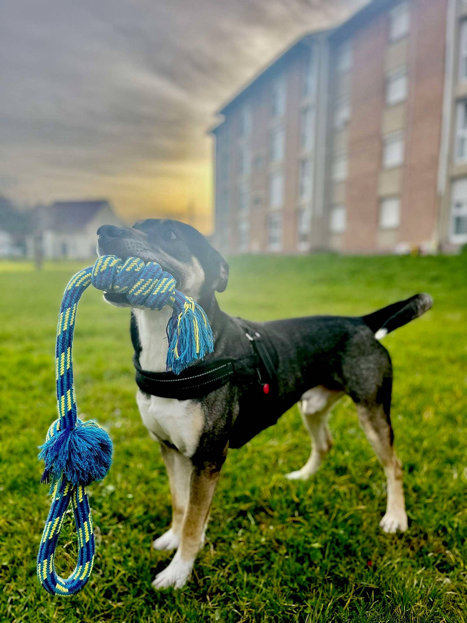 Ollaf participe au concours pour gagner de l'argent avec cette photo : carnivore, collar, companion_dog, dog, dog_breed, dog_collar, dog_supply, fawn, grass, lawn, leash, mammal, pet_supply, plant, sky, snout, tail, vertebrate, window, working_animal