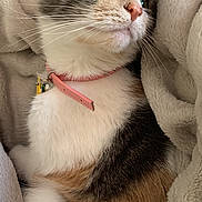 Sofie joined the competition — help win amazing prizes! animal, blanket, calico, cat, closeup, comfortable, cozy, cute, feline, fur, green_eyes, indoor, pet, pink_collar, portrait, relaxed, resting, soft, warm, whiskers