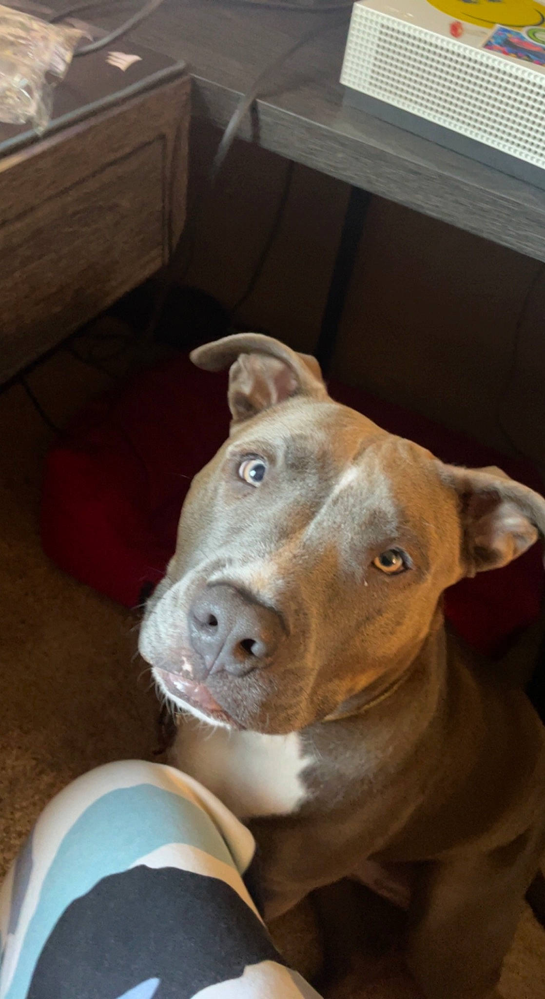 Rax joined the competition — help win amazing prizes! canidae, carnivore, companion_dog, dog, dog_breed, ear, fawn, fur, hardwood, ingredient, jaw, liver, non_sporting_group, pet_supply, snout, sporting_group, whiskers, window, wood, working_animal