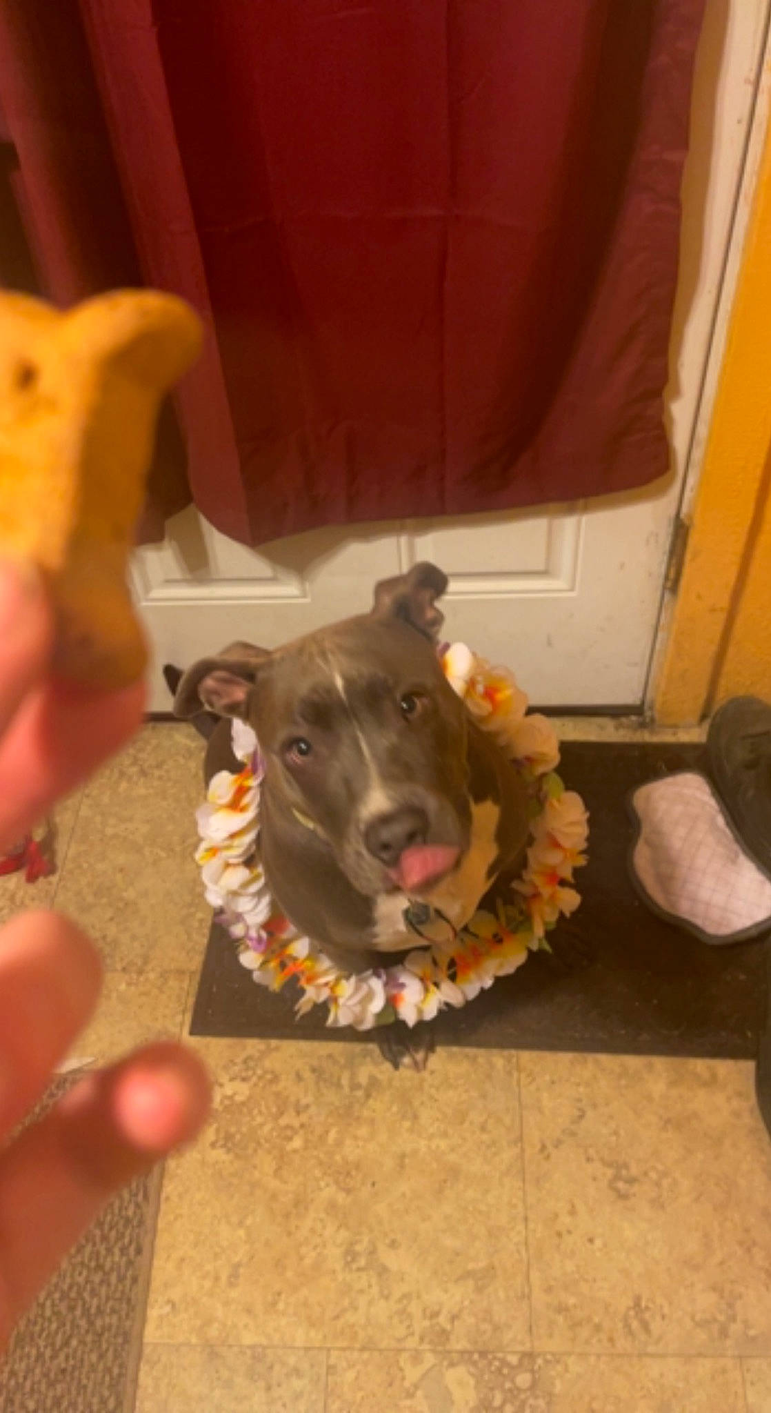 Rax is registered to the contest to win money with this photo: carnivore, collar, companion_dog, dog, dog_breed, dog_collar, dog_supply, dog_toy, fawn, felidae, flooring, fur, guard_dog, liver, nail, sporting_group, thumb, whiskers, wood, working_animal