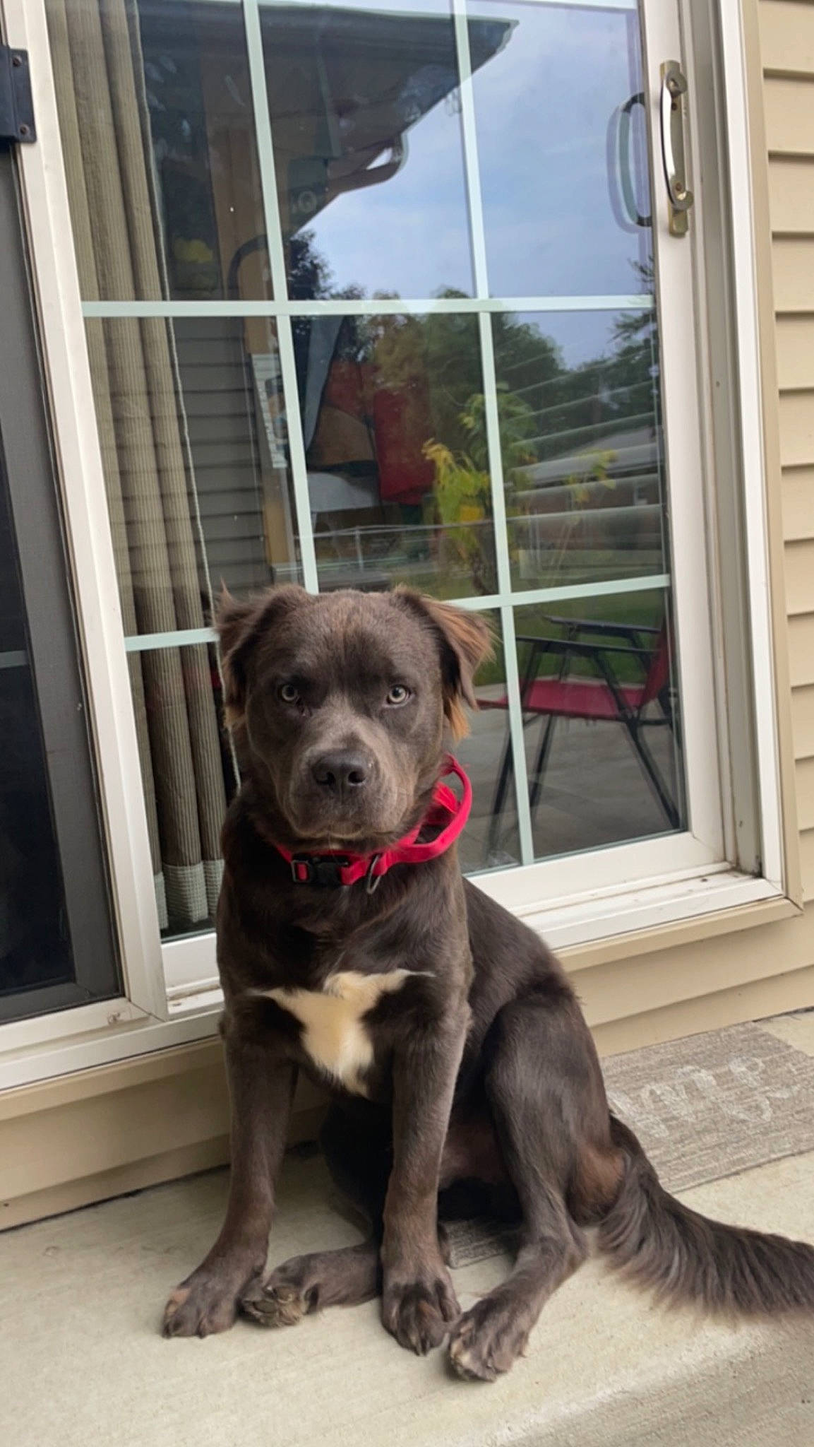 Koda Bear joined the competition — help win amazing prizes! borador, canidae, carnivore, collar, companion_dog, dog, dog_breed, dog_collar, door, fawn, fur, guard_dog, gun_dog, leash, sash_window, tail, whiskers, window, working_animal, working_dog