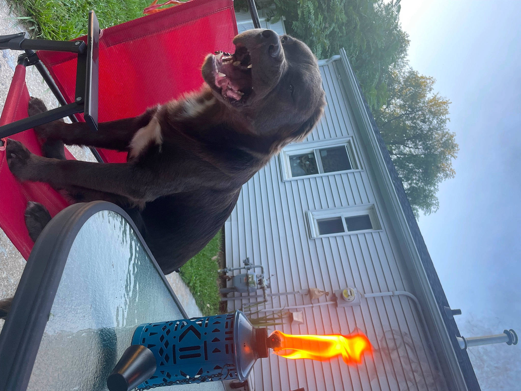 Koda Bear is registered to the contest to win money with this photo: adventure, automotive_exterior, automotive_window_part, building, carmine, city, facade, fun, heat, house, human_leg, leisure, plant, recreation, sculpture, signaling_device, sky, tree, vehicle_door, window