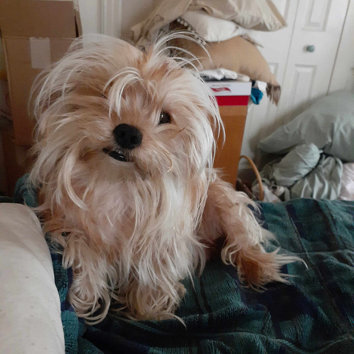 Shaemus joined the competition — help win amazing prizes! animal, bed, blanket, box, canine, cozy, cute, dog, fur, furniture, home, indoor, messy, mischievous, pet, pillow, portrait, relaxed, scruffy, smile
