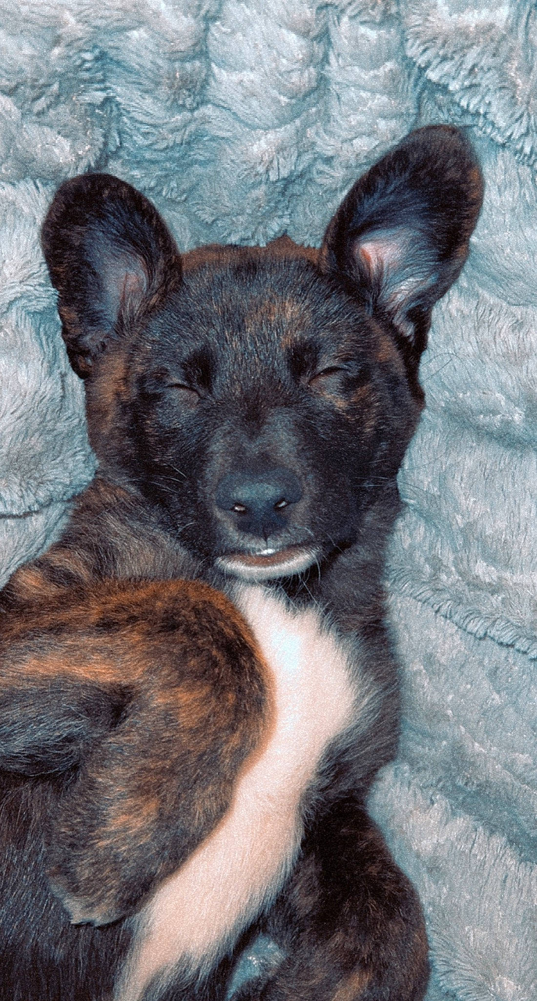 Copper is registered to the contest to win money with this photo: art, canidae, carnivore, companion_dog, dog, dog_breed, fawn, fur, snout, sporting_group, terrestrial_animal, whiskers, working_animal, working_dog