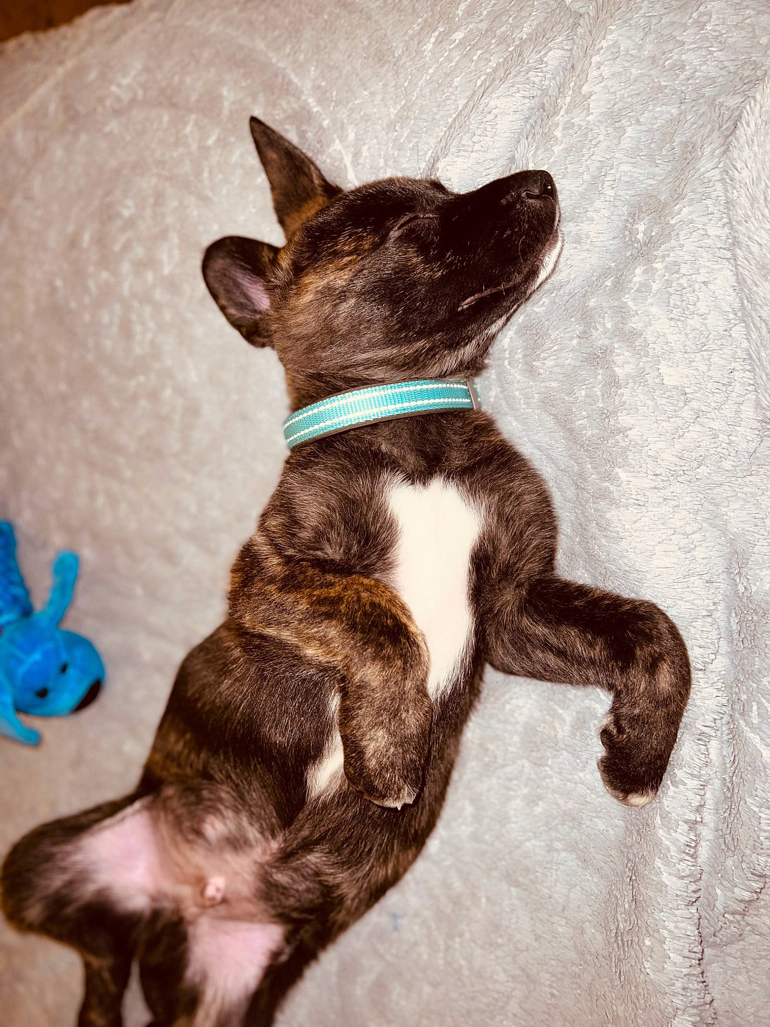 Copper joined the competition — help win amazing prizes! art, brown, canidae, carnivore, collar, companion_dog, dog, dog_breed, dog_collar, dog_supply, ear, fawn, liver, painting, snout, sporting_group, tail, terrestrial_animal, whiskers, working_animal