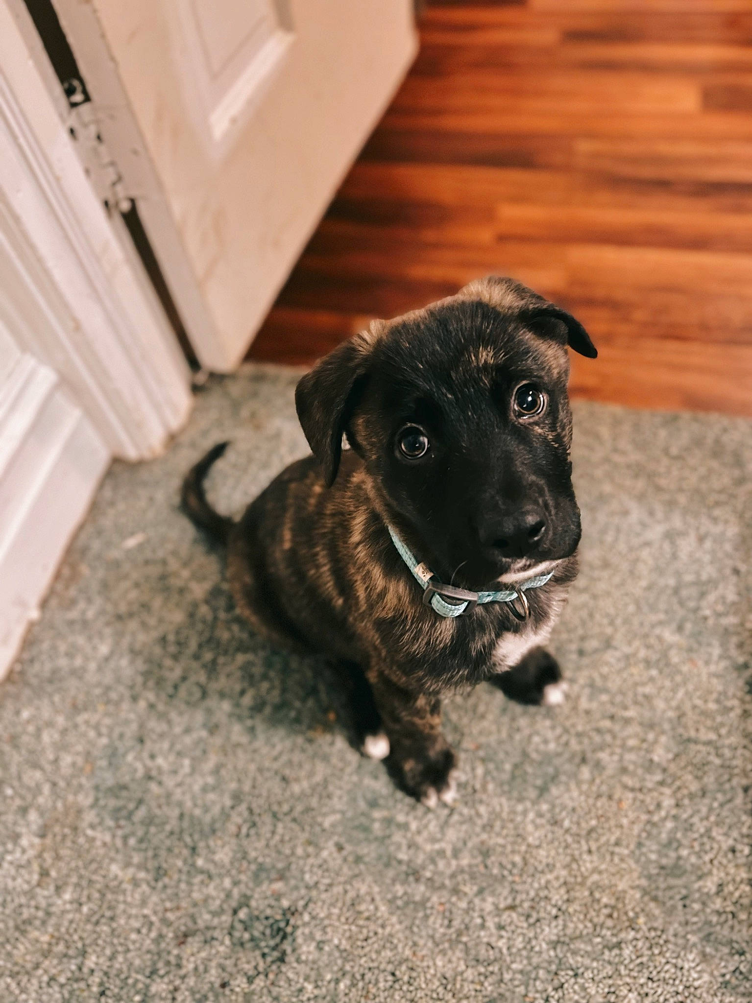 Copper joined the competition — help win amazing prizes! borador, canidae, carnivore, companion_dog, dog, dog_breed, door, fawn, floor, flooring, fur, hardwood, snout, sporting_group, terrestrial_animal, whiskers, wood, wood_flooring, wood_stain, working_animal