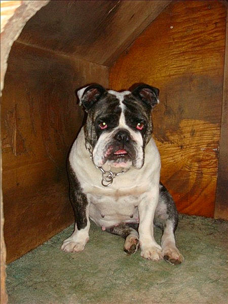 Sarah participe au concours pour gagner de l'argent avec cette photo : bored, boxer, canidae, carnivore, companion_dog, dog, dog_breed, fawn, flooring, hardwood, molosser, plant, sporting_group, terrestrial_animal, whiskers, window, wood, working_animal, working_dog, wrinkle