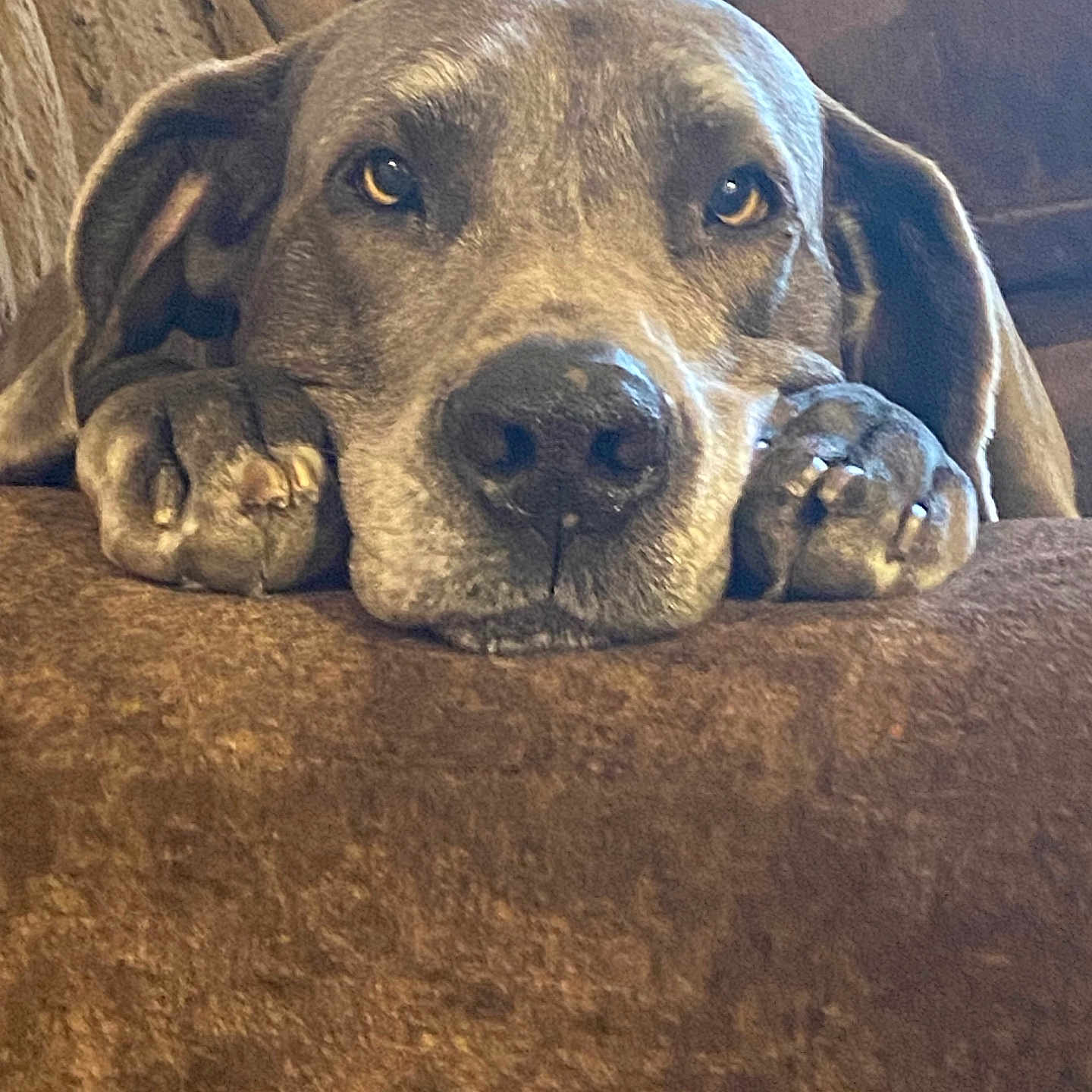 Lulu is registered to the contest to win money with this photo: animal, brown, canine, close_up, companion, cushion, cute, dog, domestic_animal, ears, fur, indoor, mammal, paws, pet, portrait, relaxed, resting, sleepy, snout
