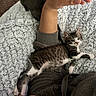 Mordacai Guspacho joined the competition — help win amazing prizes! animal, blanket, carpet, cat, cozy, cute, feline, fur, human_arm, indoor, kitten, paw, pet, relaxing, resting, sleepy, striped, tabby, texture, warm