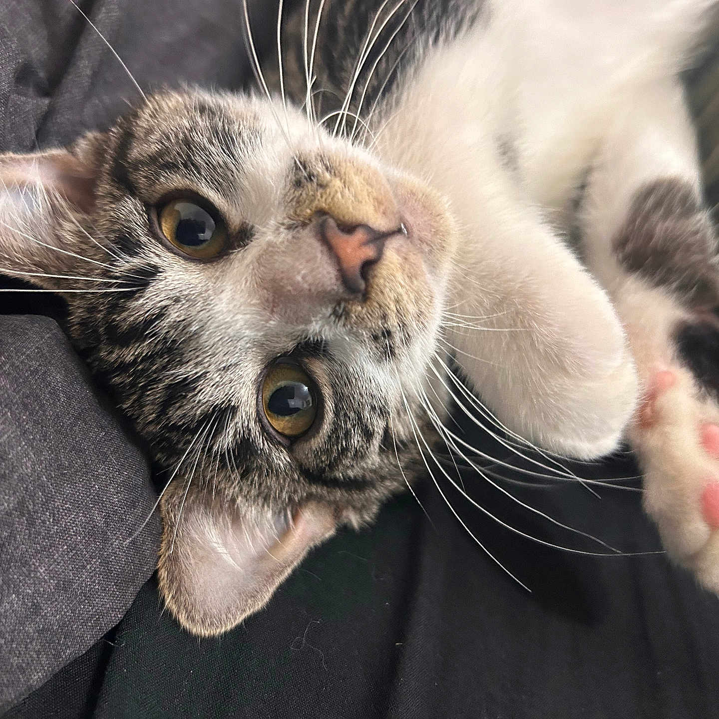 Mordacai Guspacho joined the competition — help win amazing prizes! animal, cat, close_up, cozy, cute, ears, eyes, face, fur, indoors, kitten, nose, paw, pet, pink_pads, relaxed, sleeping, soft, tabby, whiskers