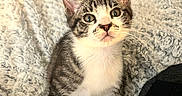Mordacai Guspacho joined the competition — help win amazing prizes! animal, blanket, cat, cozy, curious, cute, domestic, ears, eyes, feline, fur, indoor, kitten, pet, resting, sitting, small, soft, whiskers, young