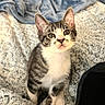 animal, blanket, cat, cozy, curious, cute, domestic, ears, eyes, feline, fur, indoor, kitten, pet, resting, sitting, small, soft, whiskers, young