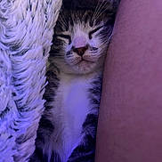 Mordacai Guspacho is registered to the contest to win money with this photo: arm, blanket, cat, closeup, comfy, cozy, cute, domestic_animal, fluffy, fur, indoor, kitten, nap, pet, purple_light, relaxed, resting, sleeping, soft_texture, whiskers