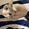 animal, blue, blue_eyes, cat, close_up, curious, cute, domestic, ears, fabric, face, fur, indoor, looking_up, mammal, pet, soft, striped, whiskers, white
