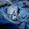 Xiena Frosty joined the competition — help win amazing prizes! bed, blanket, blue, cat, cozy, cute, domestic_animal, feline, fur, indoor, looking, patterned, pet, plush, quilt, resting, sleeping_area, soft, toy, whiskers