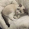 Xiena Frosty joined the competition — help win amazing prizes! animal, blanket, cat, comfort, cozy, cushion, cute, feline, fur, home, indoor, kitten, nap, pet, relaxed, resting, sleepy, snuggled, soft, warm