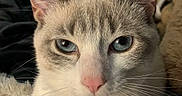 Xiena Frosty joined the competition — help win amazing prizes! animal, blue_eyes, calm, cat, close_up, cozy, cute, domestic_cat, feline, fluffy_blanket, fur, indoor, mammal, pet, pink_nose, portrait, relaxed, resting, soft_texture, whiskers