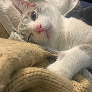 Xiena Frosty joined the competition — help win amazing prizes! blanket, cat, closeup, comfort, cozy, cute, domestic, feline, fur, indoor, knitted, paw, pet, pink_nose, relaxed, resting, sleepy, soft, warm, whiskers