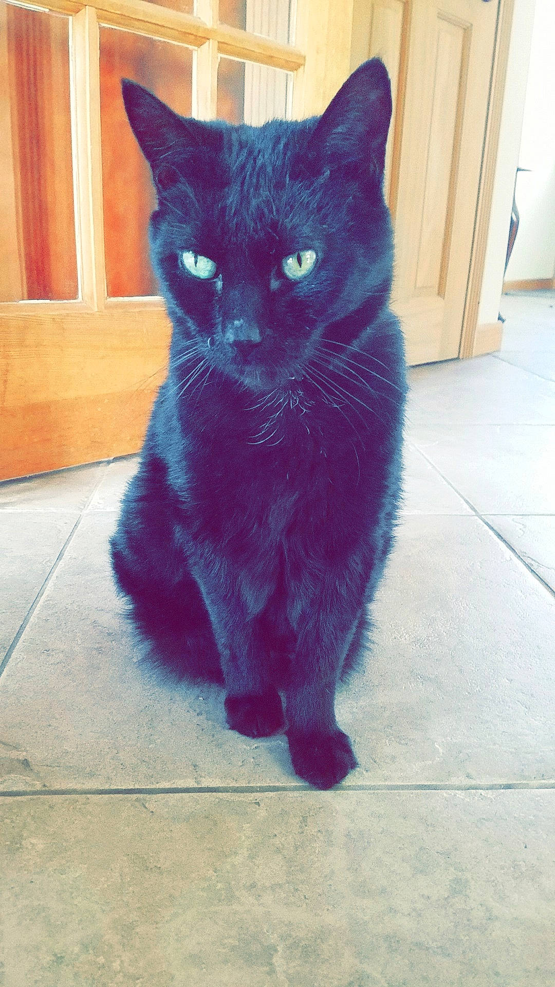 Double Trouble joined the competition — help win amazing prizes! asian, black, black_cat, bombay, british_shorthair, burmese, carnivore, cat, chartreux, domestic_short_haired_cat, european_shorthair, felidae, fur, kitten, korat, mammal, small_to_medium_sized_cats, snout, tail, whiskers