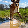 dog, muddy_puddle, grass, outdoor, sunny, blue_sky, clouds, animal, pet, walking, nature, daylight, canine, playful, mud, field, fur, ears, reflection, water