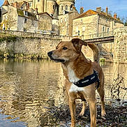 Rio participe au concours pour gagner de l'argent avec cette photo : alert, animal, architecture, bridge, canine, daytime, dog, grass, harness, historic, leafless_tree, nature, outdoor, reflection, river, rocks, sky, standing, stone_building, water