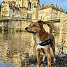Rio participe au concours pour gagner de l'argent avec cette photo : dog, river, water, reflection, stone_building, bridge, harness, outdoor, nature, sky, leafless_tree, grass, rocks, daytime, architecture, historic, canine, animal, standing, alert