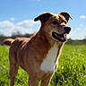 dog, animal, pet, outdoor, grass, field, sky, blue_sky, cloud, sunlight, happy, canine, nature, mammal, daytime, portrait, standing, brown_dog, white_chest, ears
