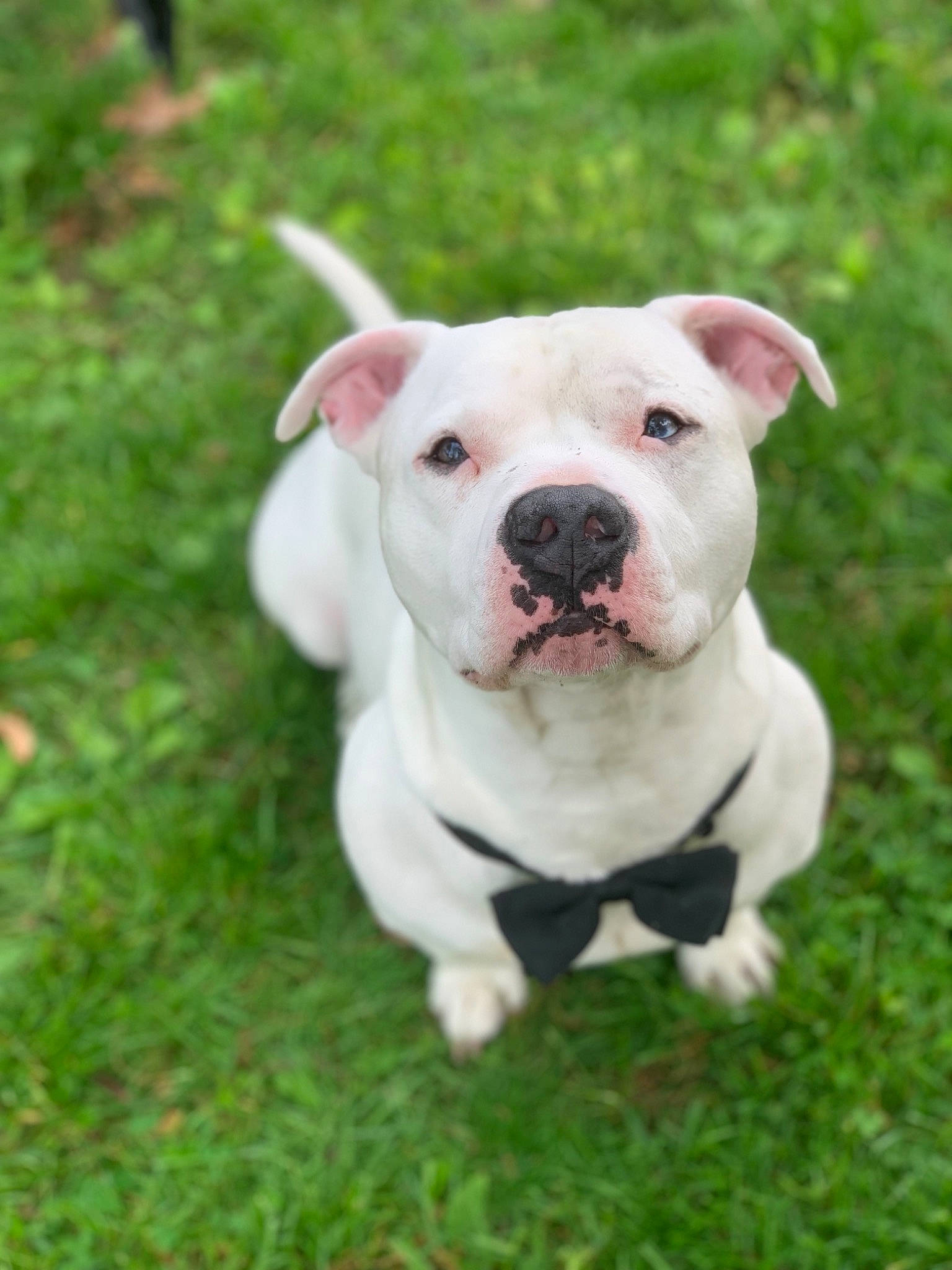 Cloud joined the competition — help win amazing prizes! american_bulldog, american_pit_bull_terrier, american_staffordshire_terrier, australian_bulldog, bull_and_terrier, bulldog, canidae, carnivore, companion_dog, cordoba_fighting_dog, dog, dog_breed, dogo_argentino, dogo_guatemalteco, mammal, non_sporting_group, pit_bull, puppy, snout, vertebrate