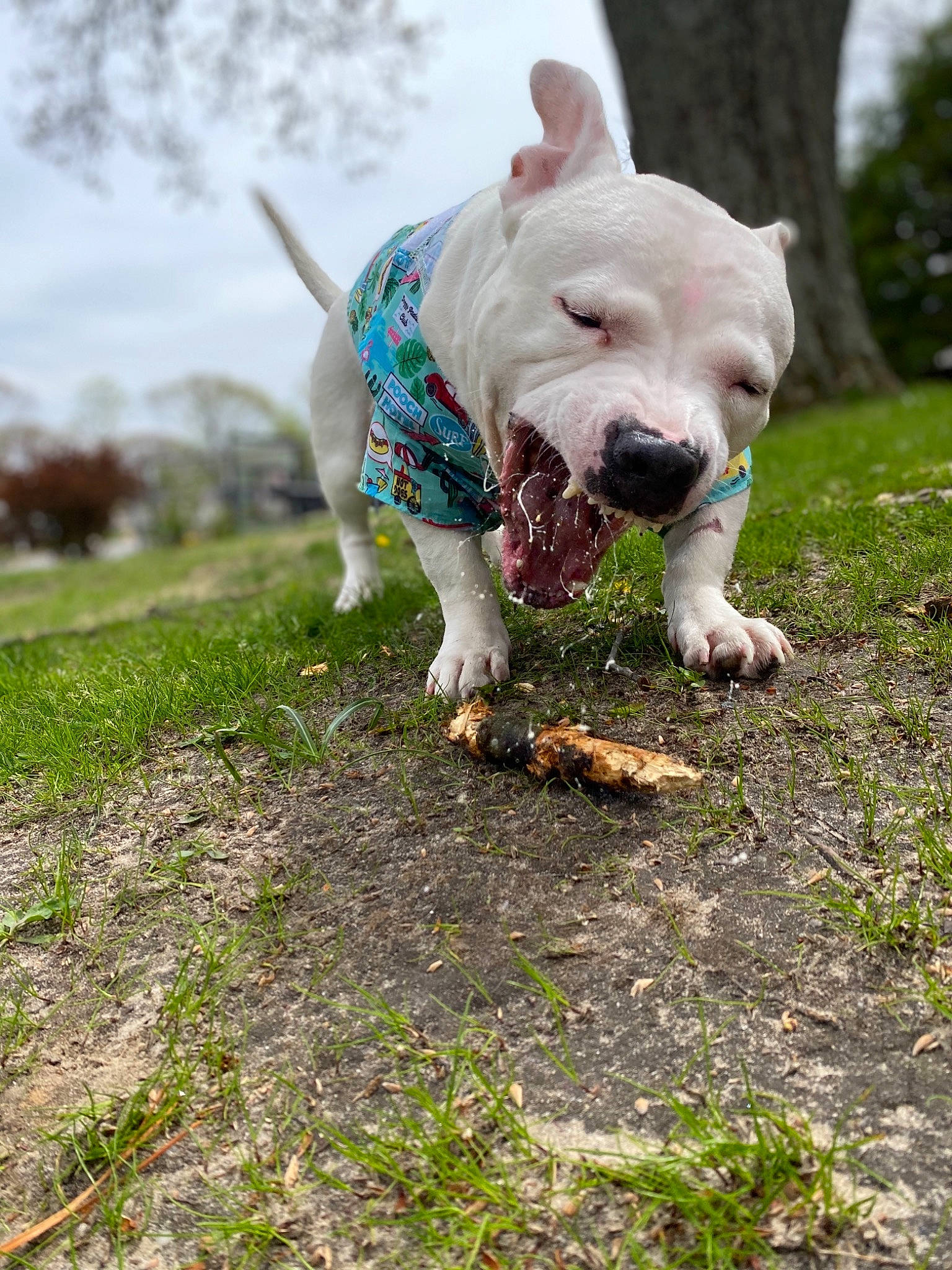 Cloud joined the competition — help win amazing prizes! american_bulldog, american_pit_bull_terrier, american_staffordshire_terrier, bull_and_terrier, canidae, carnivore, companion_dog, cordoba_fighting_dog, dog, dog_breed, dogo_argentino, dogo_guatemalteco, fawn, grass, mammal, non_sporting_group, pit_bull, rare_breed_dog, sporting_group, vertebrate